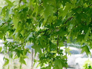 beautiful green leaves in spring