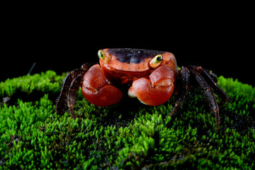 Male Red Apple Crab or Chameleon Crab (Metasesarma aubryi) originated from Sulawesi and Java Island...