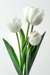 Three White Tulips in Glass Vase on Table