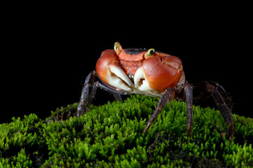 Male Red Apple Crab or Chameleon Crab (Metasesarma aubryi) originated from Sulawesi and Java Island...
