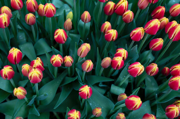 Fototapeta premium a group of tulips in orange and yellow colors