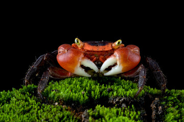 Male Red Apple Crab or Chameleon Crab (Metasesarma aubryi) originated from Sulawesi and Java Island in Indonesia.