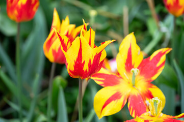 Vibrant red and yellow flowers blooming on green grass outdoors