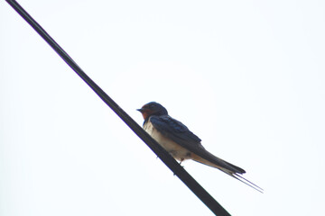 Barn swallow perched on telephone cable. 