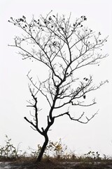 Obraz premium Bare Tree in Monochrome