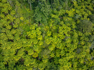 Aerial: Topdown shot of punga ferns, Rotorua, New Zealand