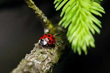 Close up of a ladybug, Coccinellidae in the forest, ladybug crawling on spruce branch