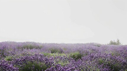 Fototapeta premium Historical Lavender Farm Visits to historical lavender farms with guided tours and educational talks