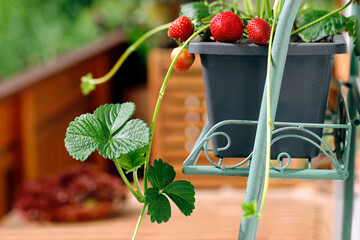 Close-up of a strawberry runner from a potted strawberry plant with juicy red strawberries, concept...