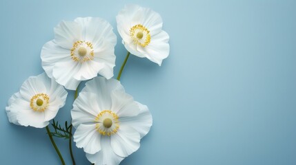 Obraz premium Three White Flowers on Blue Background