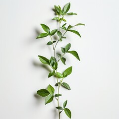 Green Plant With Leaves on White Background