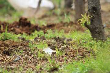 Camouflaged common chiffchaff (Phylloscopus collybita) bird on bushes.