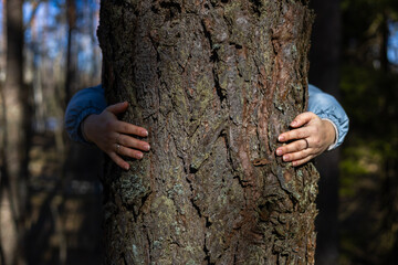 Hands hug a large tree in the forest, saving and protecting it. Caring for the conservation of forests and saving the planet. Hands hug the trunk of a large pine tree in the forest.
