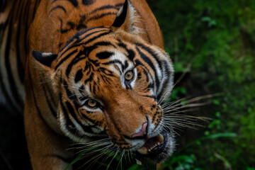 portrait of a tiger