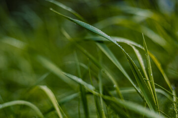 The wind sways the grass, strewn with many drops of rain. Close-up. Lush green grass leaves sway peacefully in the wind, covered with clean, transparent drops of rainwater. Grass in drops after rain.