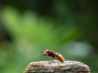 Hornisse (Vespa crabro) Königin
