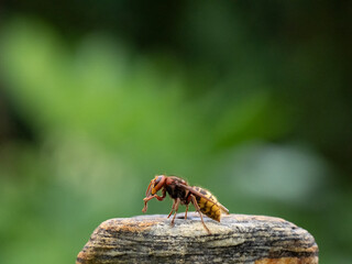 Hornisse (Vespa crabro) Königin