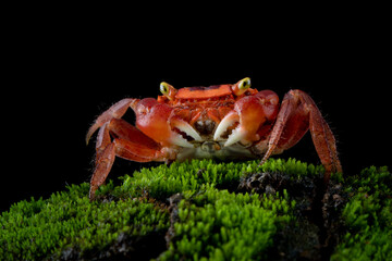 Male Red Apple Crab or Chameleon Crab (Metasesarma aubryi) originated from Sulawesi and Java Island in Indonesia.