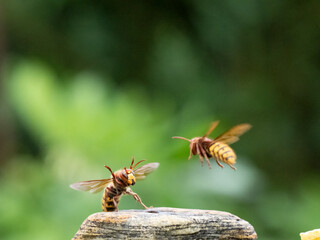 Hornisse (Vespa crabro) Königin