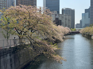 Sakura along the river