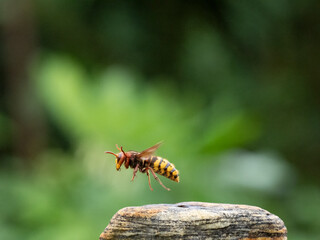 Hornisse (Vespa crabro) Königin