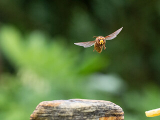 Hornisse (Vespa crabro) Königin