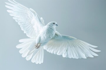Fototapeta premium White Bird Flying Through Gray Sky