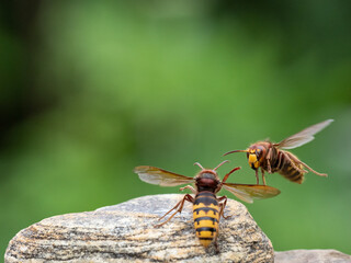 Königin der Europäischen Hornisse (Vespa crabro)