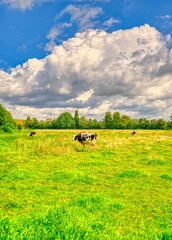 Big cloud formations float over some cows in a rural landscape in The Netherlands.