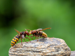 Königin der Europäischen Hornisse (Vespa crabro)