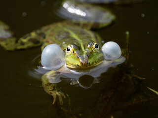 Grünfrosch  (Pelophylax „esculentus“)