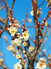 開花した白梅と冬の青空
