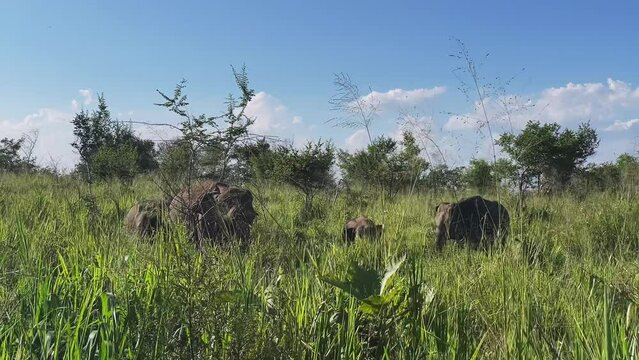 a flock of elephants in the wild. elephants in Sri Lanka. An elephant in the tall grass