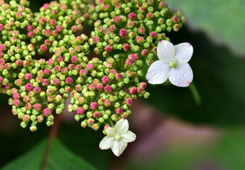 Knospen und Bl&uuml;ten einer Zuckerhortensie