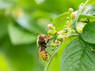 Königin der Europäischen Hornisse (Vespa crabro) Blütenbesuch Nektarsuche