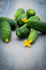 A careless stack of young green small cucumbers on a textured gray wooden background. Place for text.