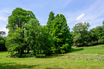 Vivid landscape in Nicolae Romaescu park from Craiova in Dolj county, Romania, with lake, waterlillies and large green tres in a beautiful sunny spring day with blue sky and white clouds