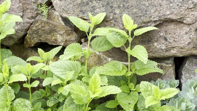 Lemon balm Melissa officinalis