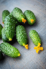 A handful of young fresh small cucumbers with flowers on a gray wooden background, diagonal view.
