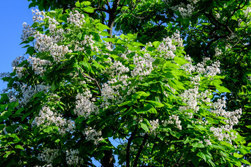 Large branches with decorative white flowers and green leaves of Catalpa bignonioides plant commonly known as southern catalpa, cigartree or Indian bean tree in a sunny summer day.