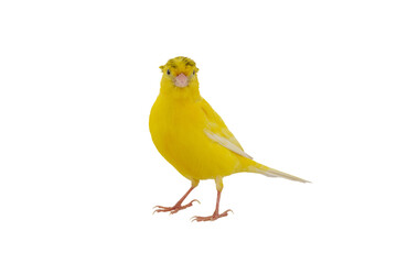canary isolated on white background