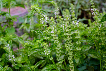 Close up of many small fresh green basil leaves and flowers in a sunny autumn organic garden, healthy vegan herbs photographed with soft focus.