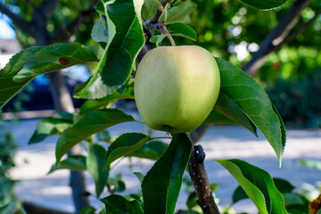One delicate small raw green apple and large leaves in tree, in direct sunlight in a garden in a sunny autumn day, beautiful outdoor floral background photographed with soft focus