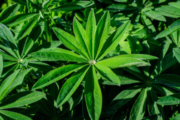 Close up of green leaves of Lupinus, commonly known as lupin or lupine, in full bloom and green grass in a sunny spring garden, beautiful outdoor floral background photographed with soft focus.