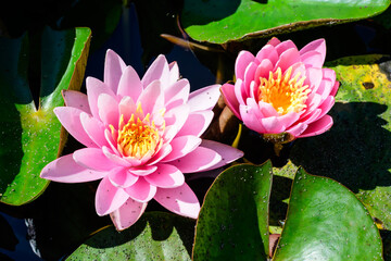 Delicate vivid pink water lily flower (Nymphaeaceae) in full bloom and green leaves on a water surface in a summer garden, beautiful outdoor floral background photographed with soft focus