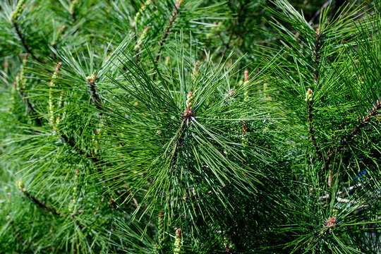 Close up of many green leaves or needles of pine coniferous tree in a sunny summer garden, beautiful outdoor monochrome background.