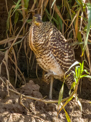 Bare-throated Tiger-Heron - Tigrisoma mexicanum in Costa Rica