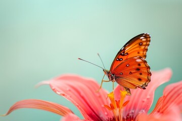 Obraz premium Butterfly Perched on Flower Petal