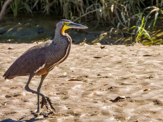 Bare-throated Tiger-Heron - Tigrisoma mexicanum in Costa Rica
