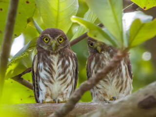 Ferruginous Pygmy-Owl - Glaucidium brasilianum in Costa Rica